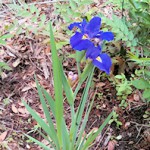 A blue iris growing in the wilderness